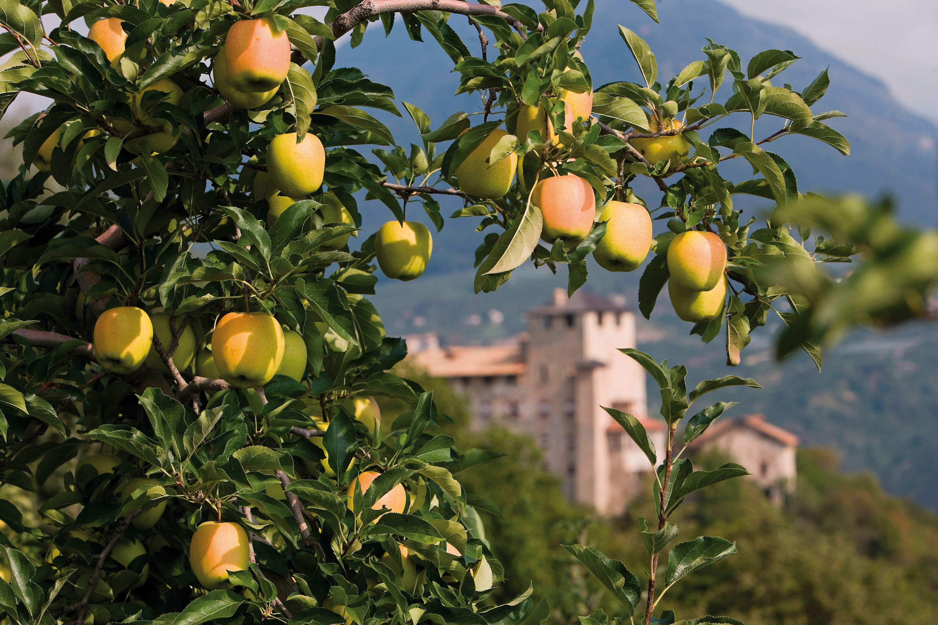 A Pomaria, la festa delle mele in Val di Non. Ma non ditelo a Biancaneve