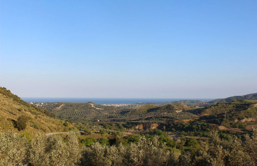 A raccogliere olive sulle colline calabresi