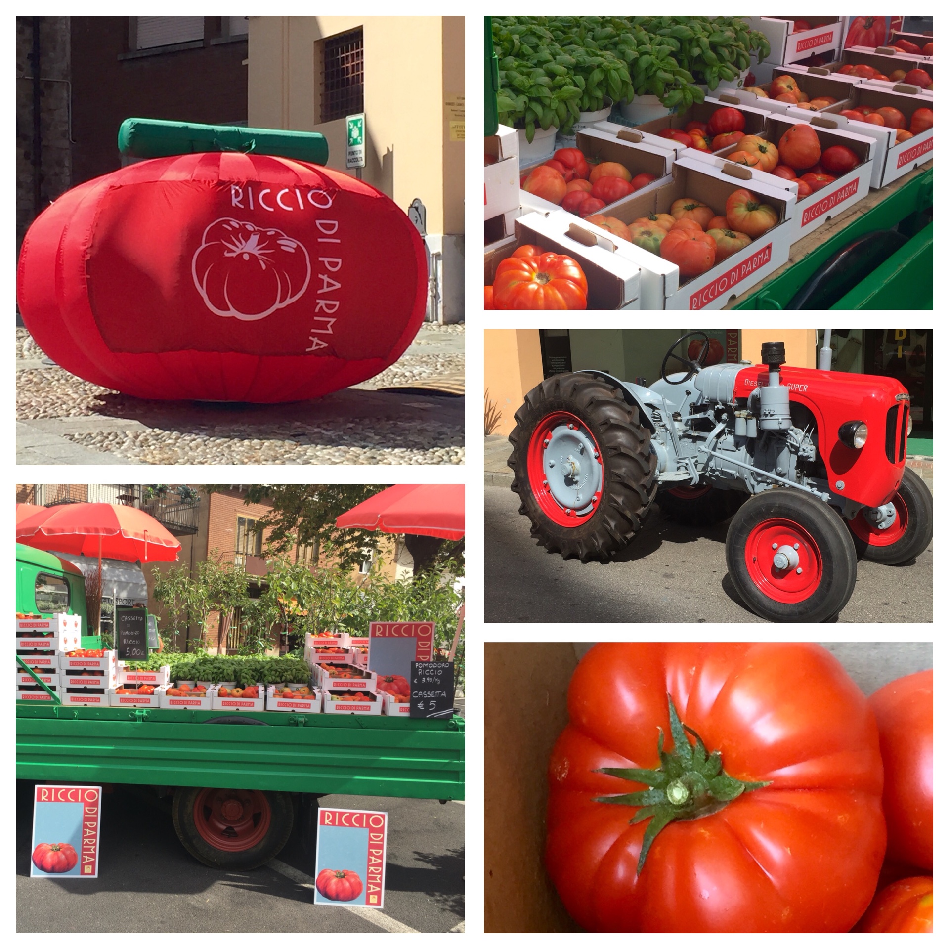 L’antico pomodoro Riccio di Parma: una bella storia di riscoperta e biodiversità